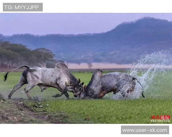 奥康纳点评文班三分球表现公牛未采取包夹策略引发争议